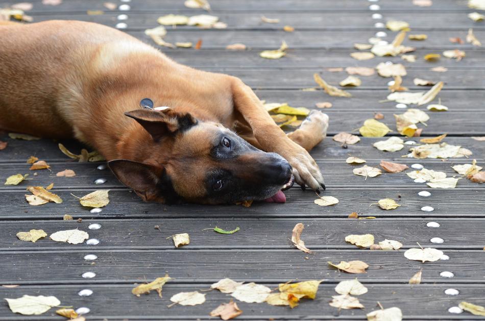 Malinois Sweet Wooden