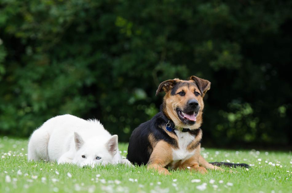 Cute dogs lying in the grass