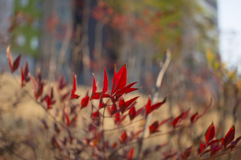 red leaves of the trees in the field