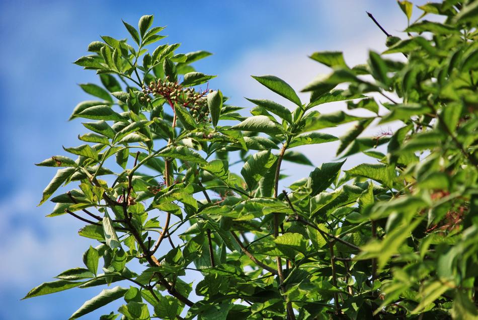 Branches Foliage