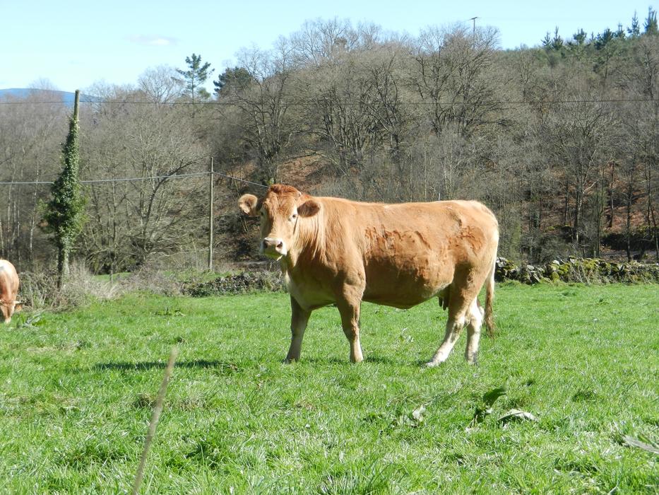 Cow Blonde Galllega