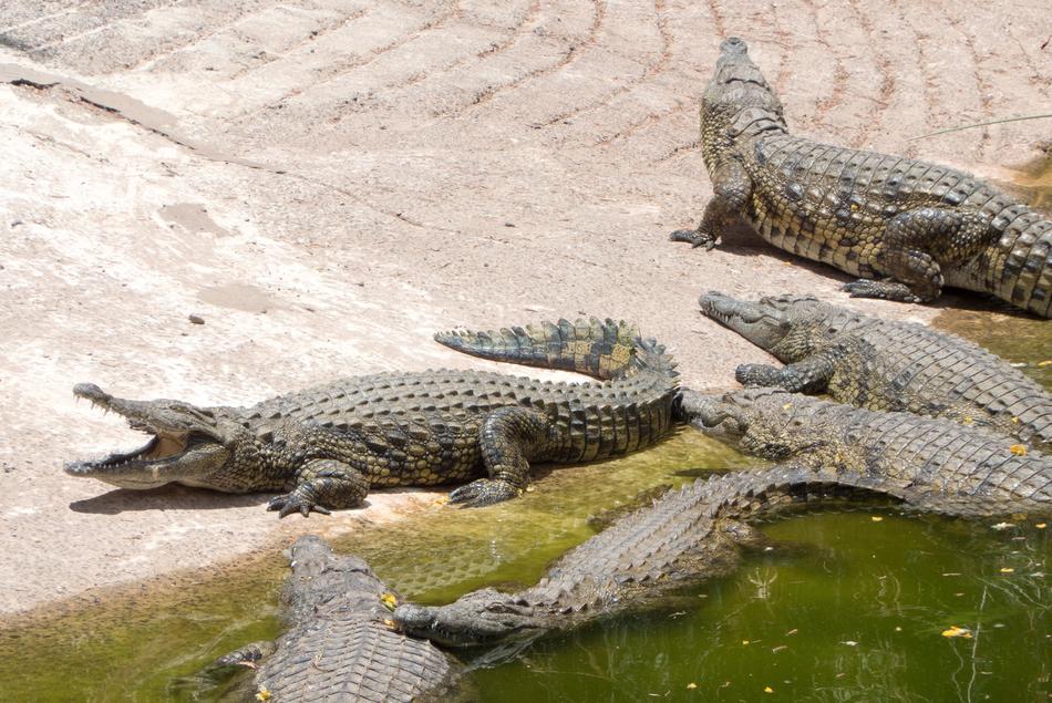 Crocodiles Reptile