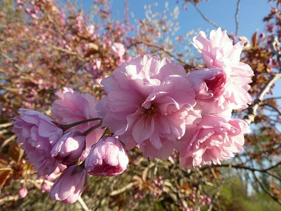 Japanese Cherry Blossom Prunus