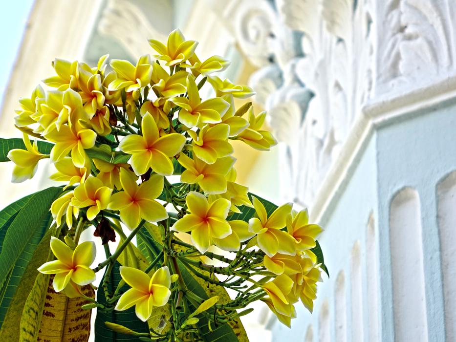 yellow plumeria as a decoration of the white hall