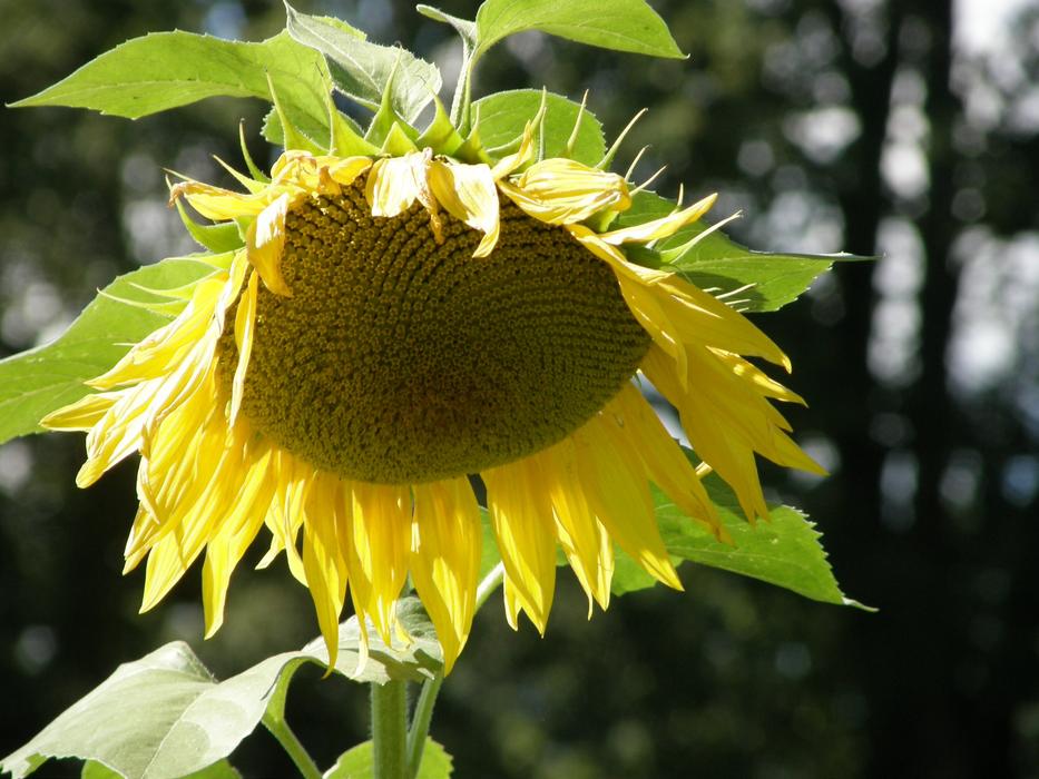 Sunflower in the sun on a blurred background