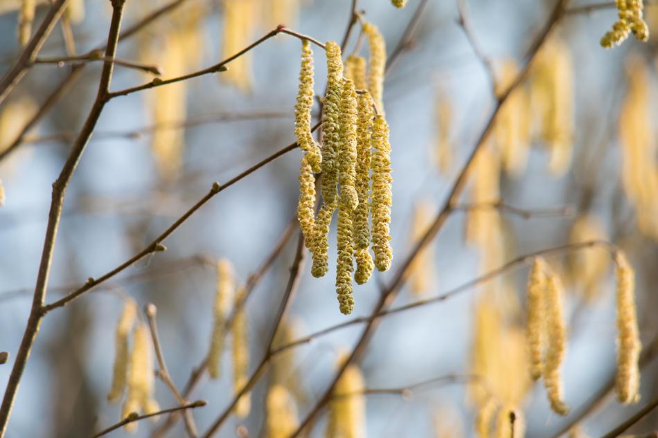 Close-up of the beautiful, yellow, blossoming hazelnut inflorescences