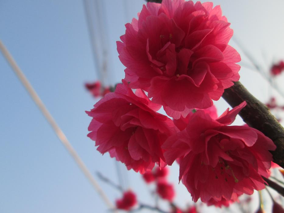 Cherry Blossoms Eight Yīng