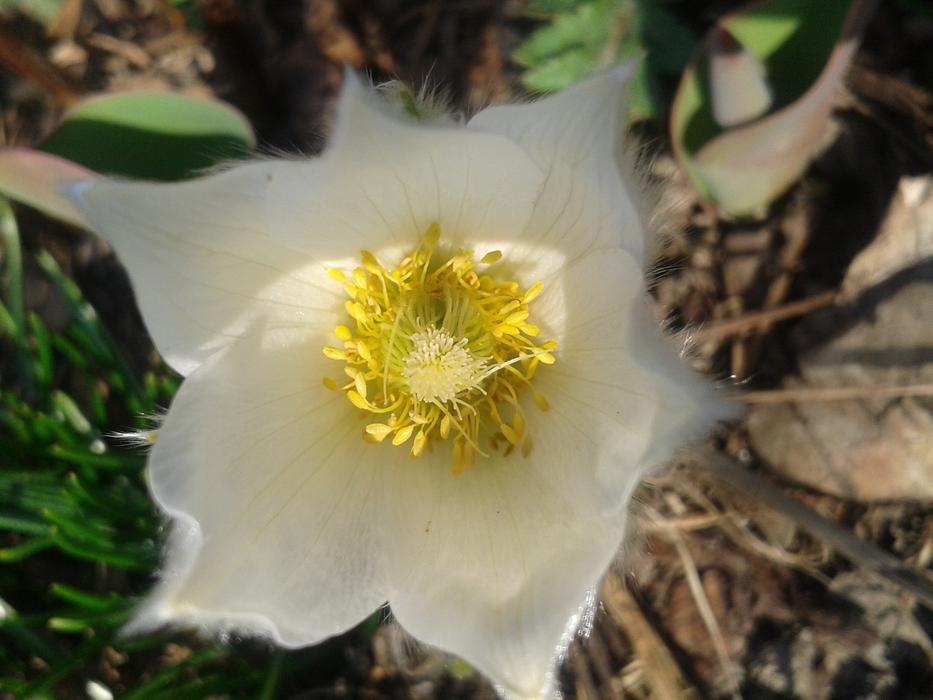 Pulsatilla White close-up on blurred background