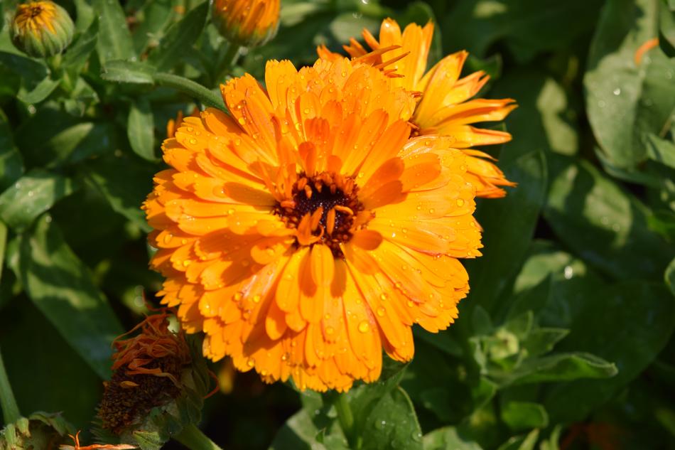 Orange Flower Chrysanthemum