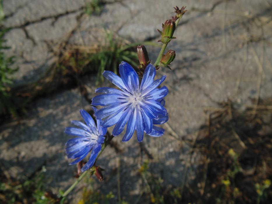 Flowers Centaurea Blue