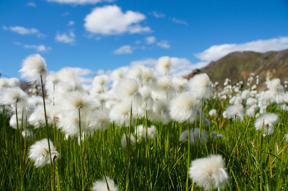 Cotton Grass Flowers in Iceland