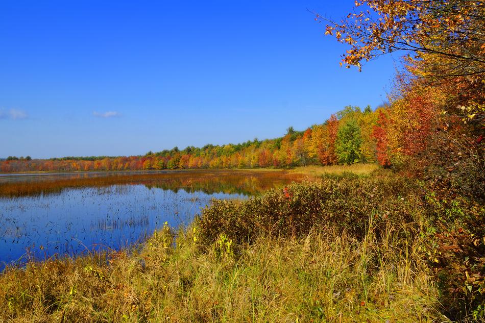 Autumn trees by the lake view