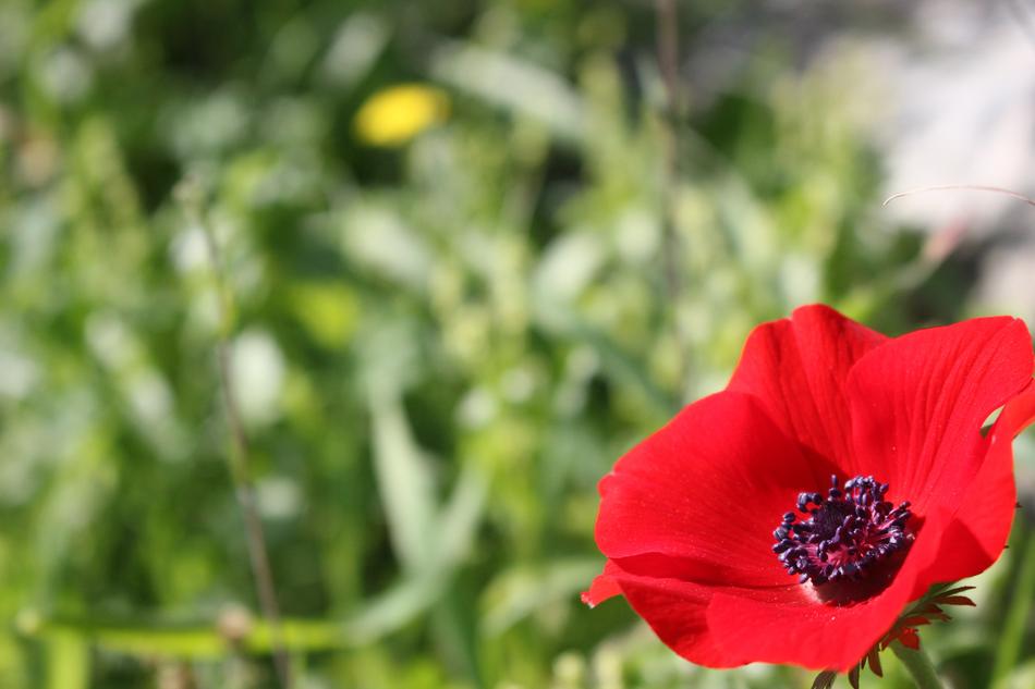 beauty Poppy Flower Red