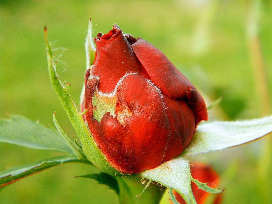 Spring Rose close-up