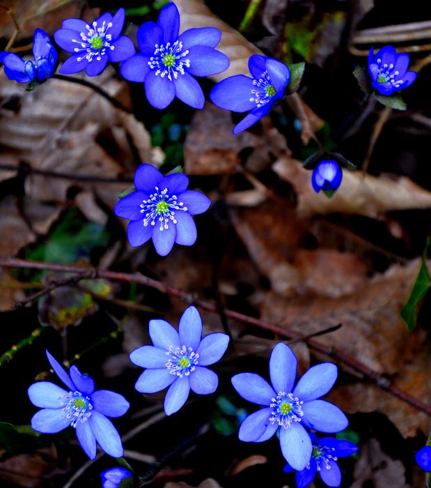 blue little flowers growing in the forest