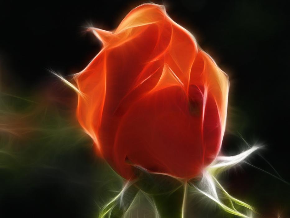rose fractal lights up beautiful