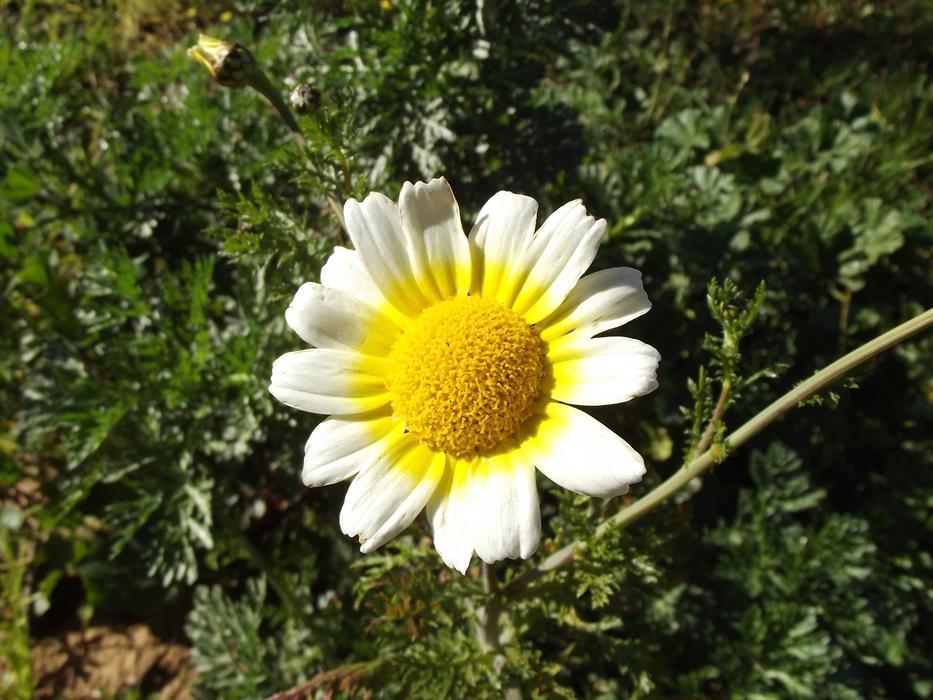 open daisy bud in the garden
