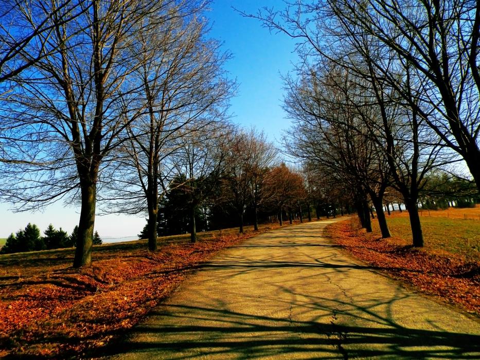 Slovakia Liptov Grove