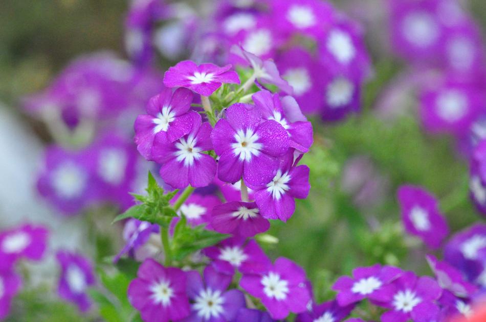 Flowers Garden