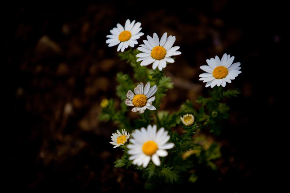 Garden 5Dmark2 70-200Mm