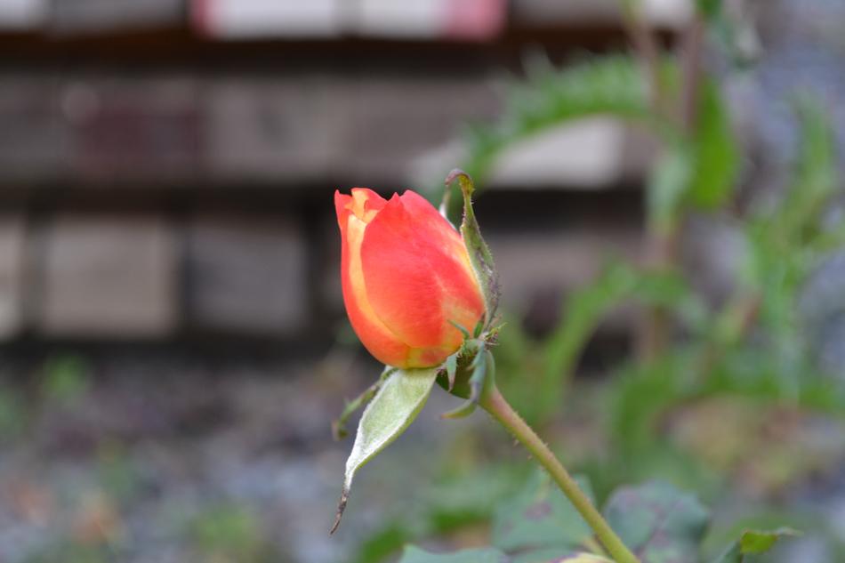 Pink Red Flower at garden