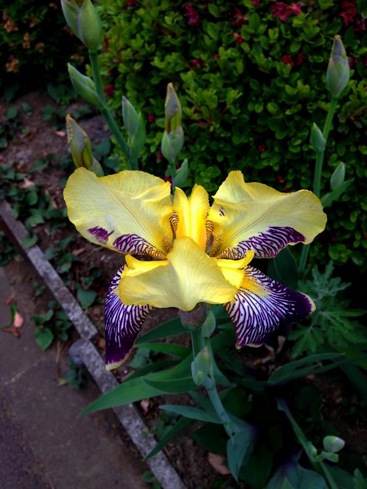 Flowers Iris