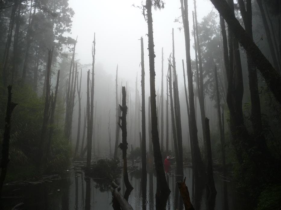 Woodland Dead Wood Pond
