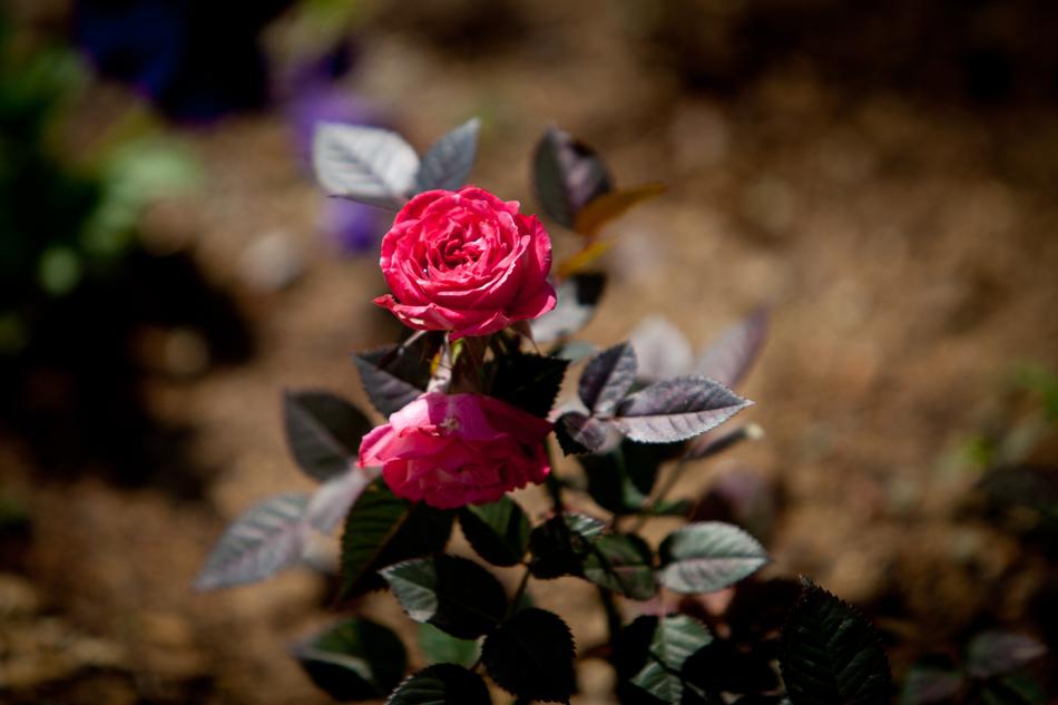 Rose 5Dmark2 70-200Mm