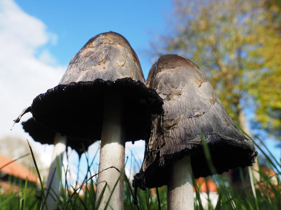 Comatus Schopf Mushroom