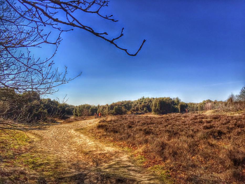 Drenthe Mantingerveld nature