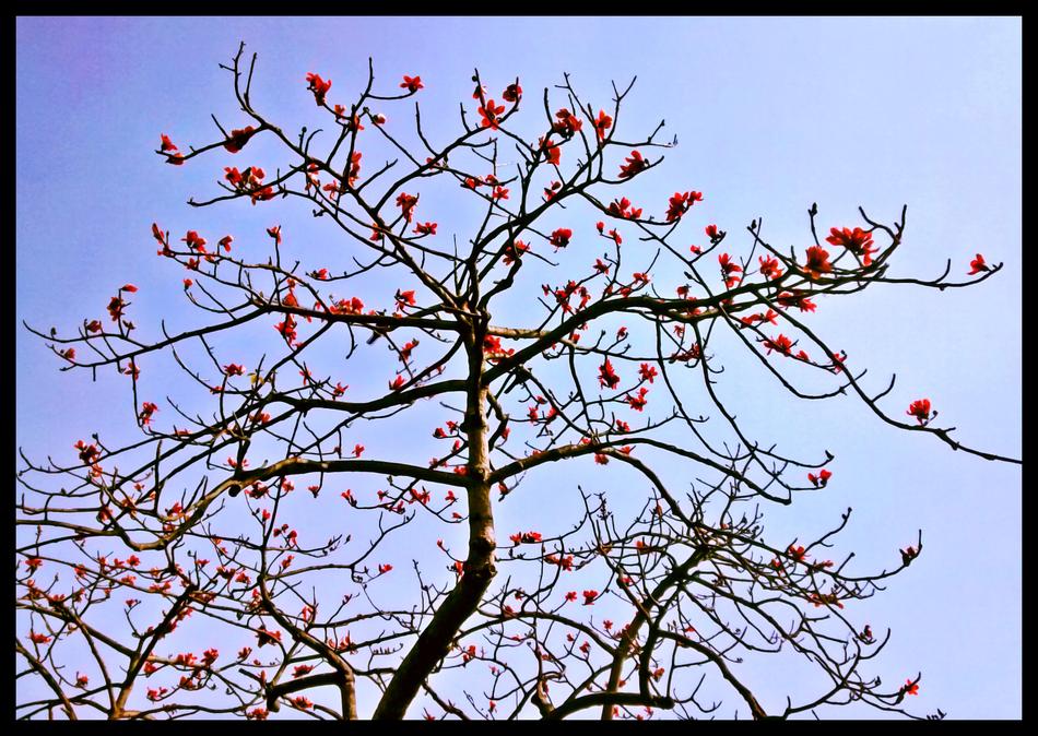 Spring Flowers