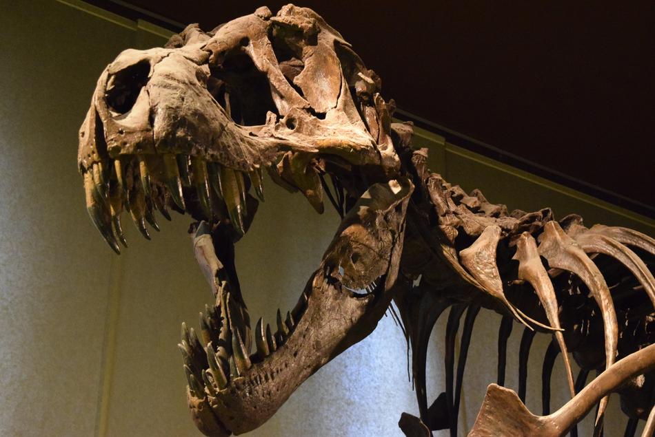 Tyrannosaurus rex in Museum Milan Italy