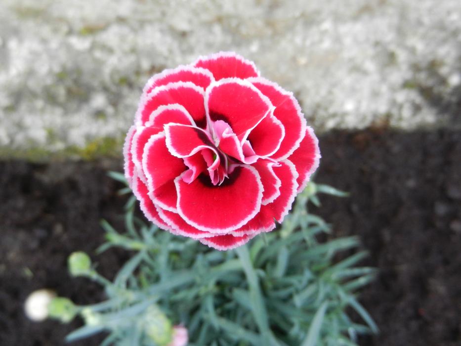 Close-up of the beautiful, red and white Clavelina flower with green leaves
