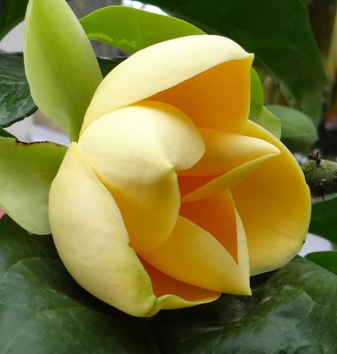 Egg Magnolia Liliifera