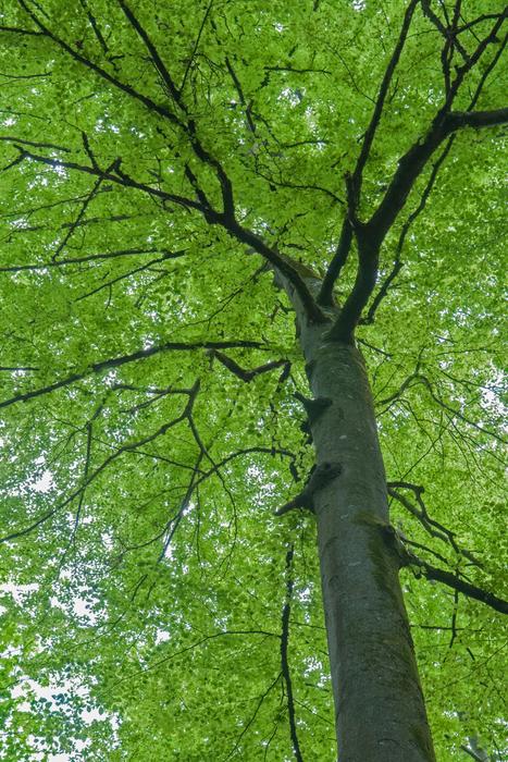 Beech Spring Tree