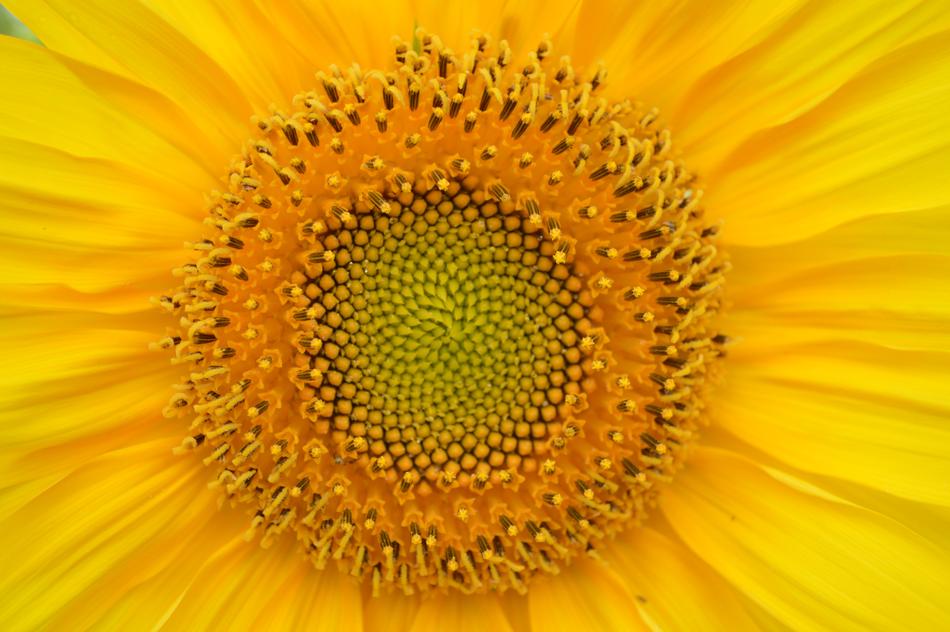Sunflower Yellow Heart