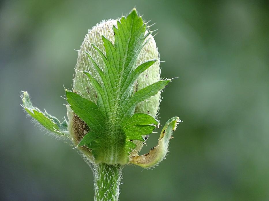green bud and poppy leaf