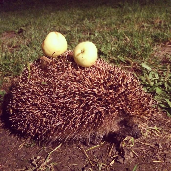 cute hedgehog with apples on his needles