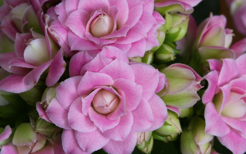 Macro Photo Flower