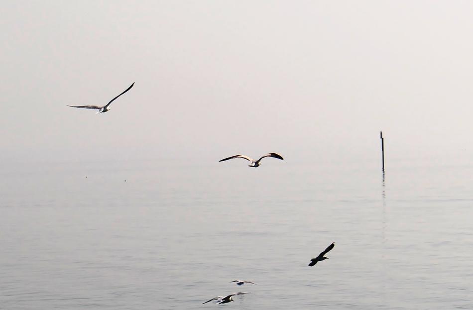 Gulls Flight Haze