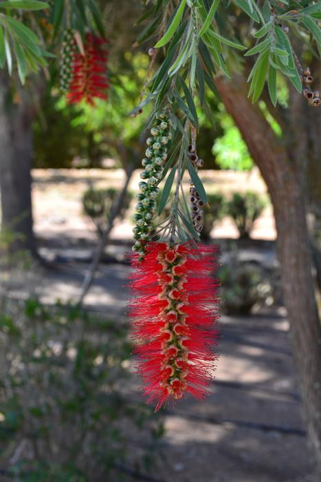 Bottlebrush Botanical Garden