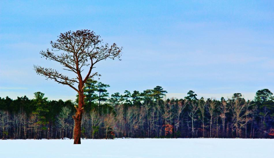 winter, snow, green forest
