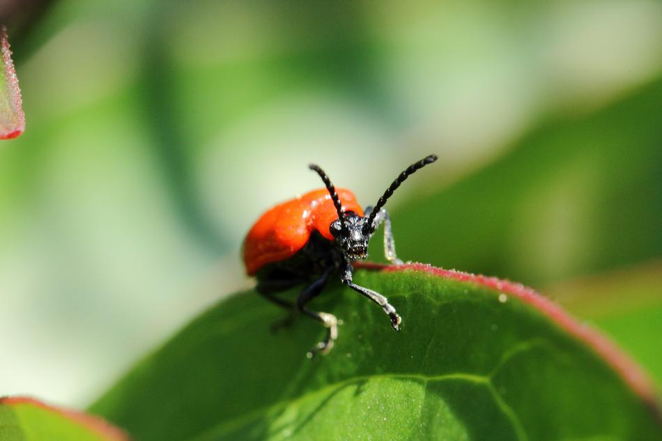orange beetle on green leaf, close-up