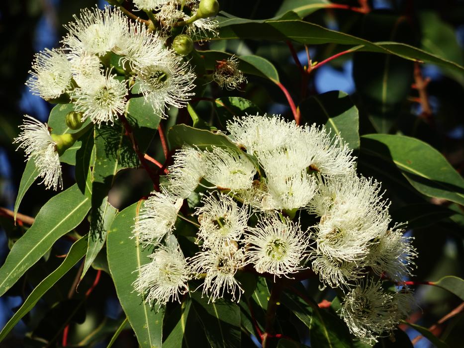 Eucalyptus Flower Australian
