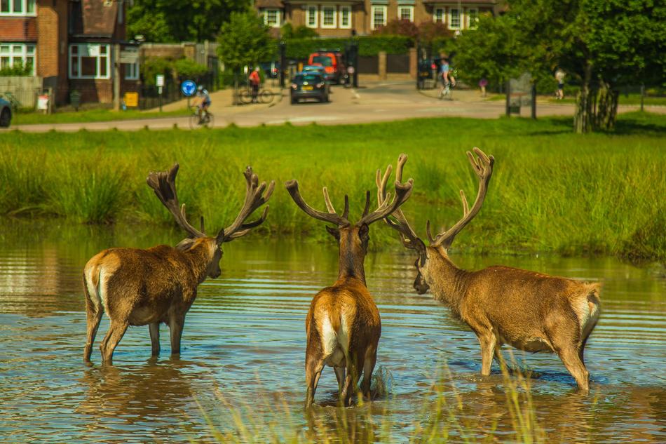 Deer at Water Nature