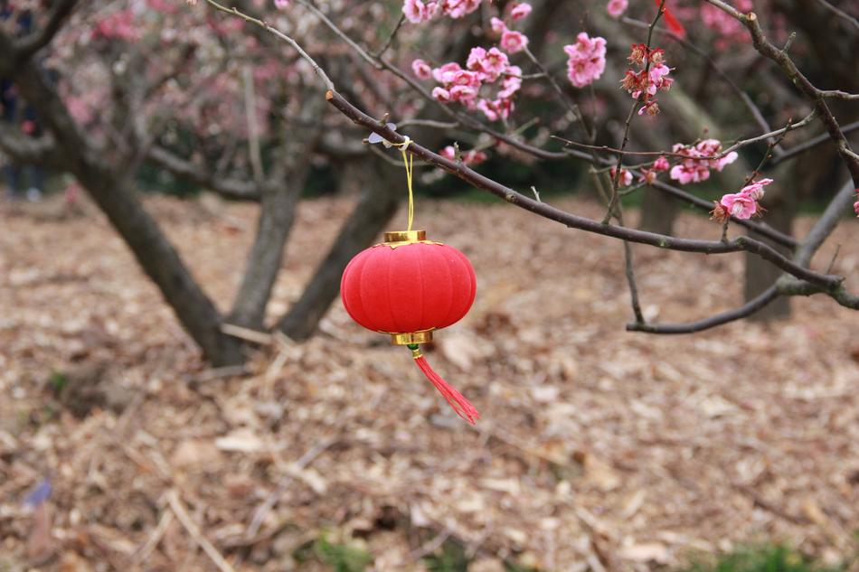 Lantern Plum Blossom Chinese