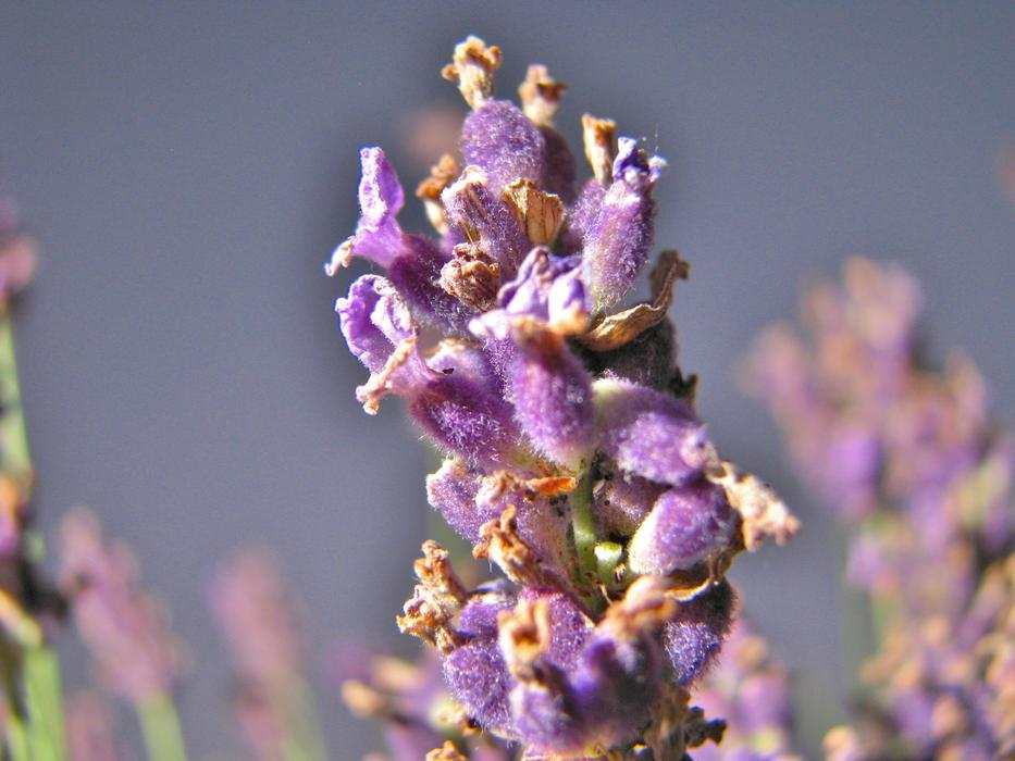 Close-up of the beautiful and colorful plants with flowers and buds