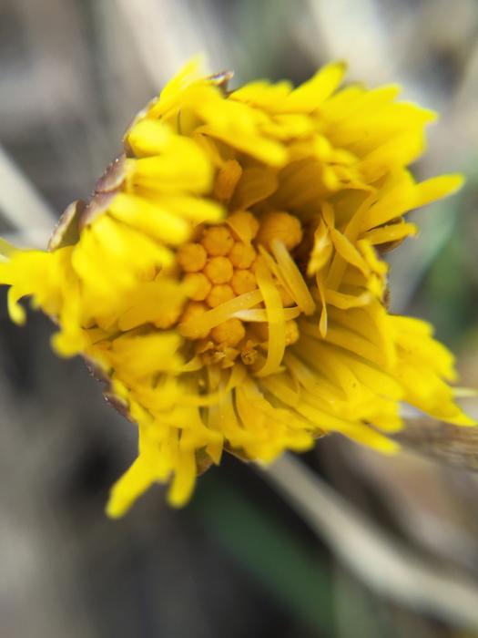 Tussilago Flowers Spring Our