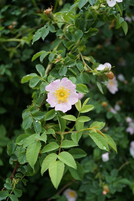 Spring Flowers at garden