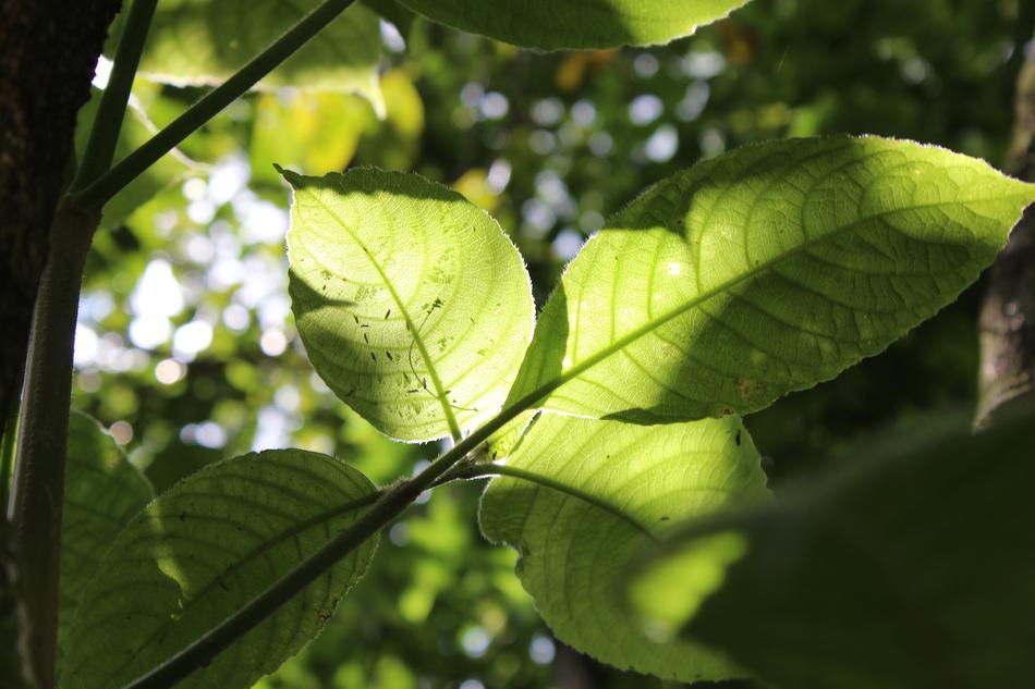 green leaves on a tree in the garden